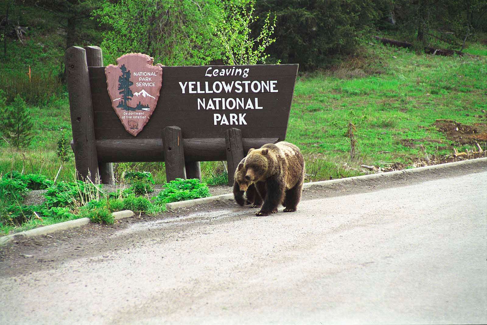 Grizzly bears at “Leaving Yellowstone” sign, one of Bob Richard’s most popular photographs. Courtesy Bob Richard.
