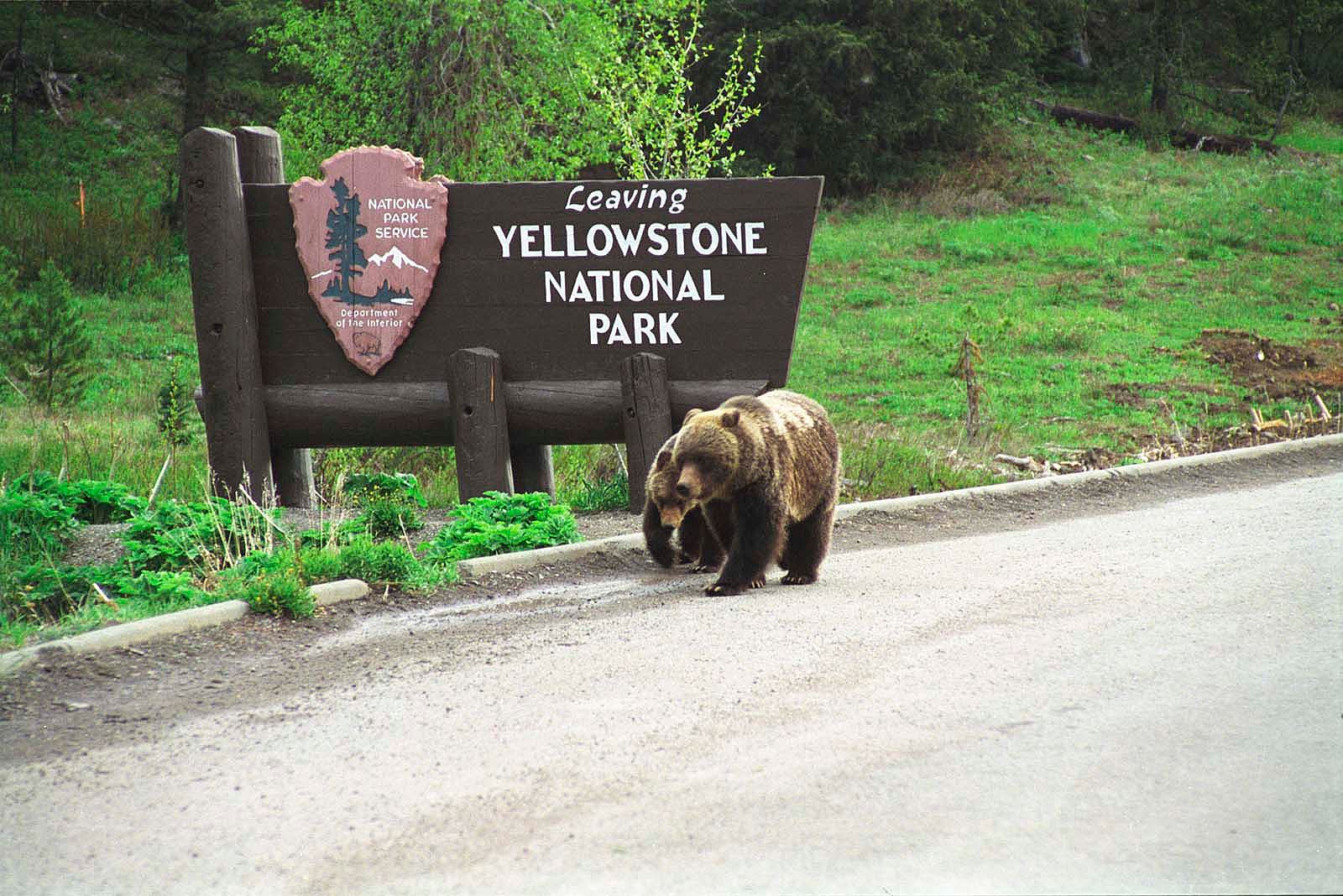 Grizzly bears at “Leaving Yellowstone” sign, one of Bob Richard’s most popular photographs. Courtesy Bob Richard.