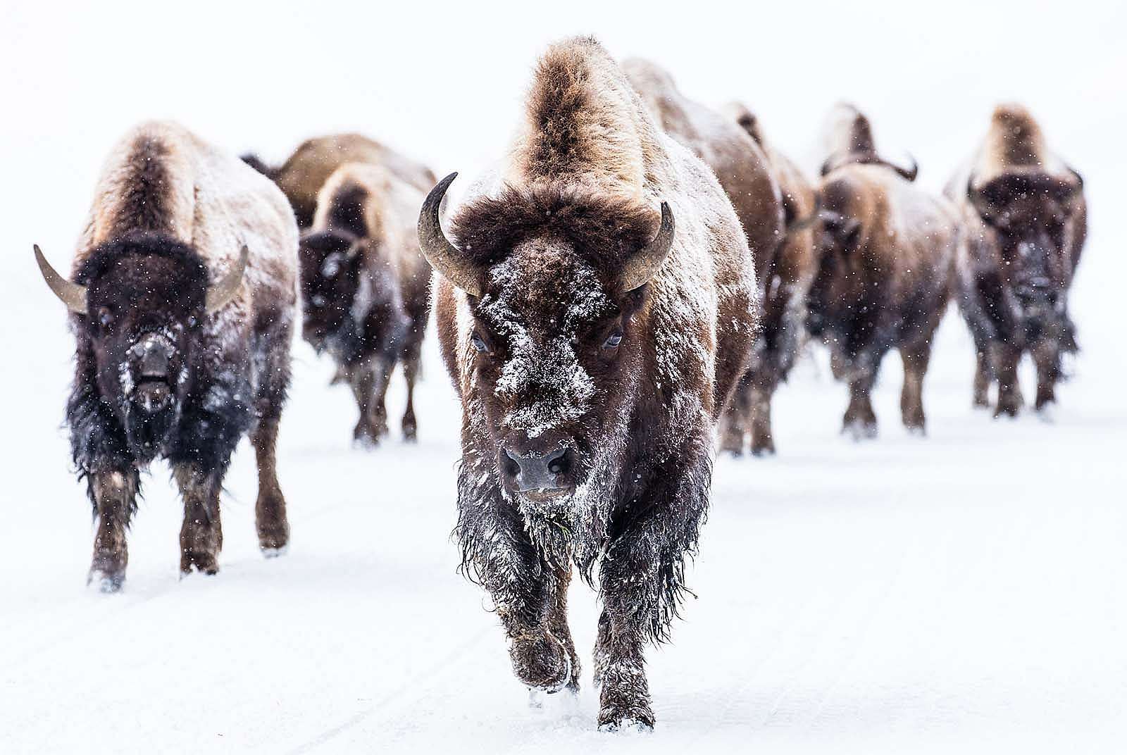 Bison group in the road near Frying Pan Spring. (National Park Service photo by Jacob W. Frank)