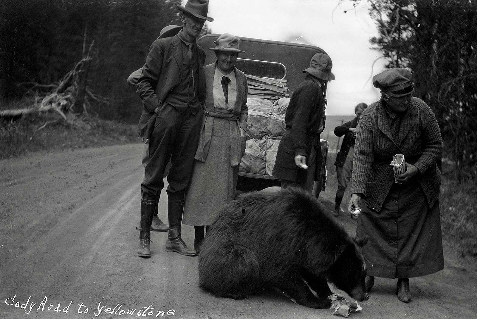 Visitors in Yellowstone National Park feeding a bear in the early days of the park.