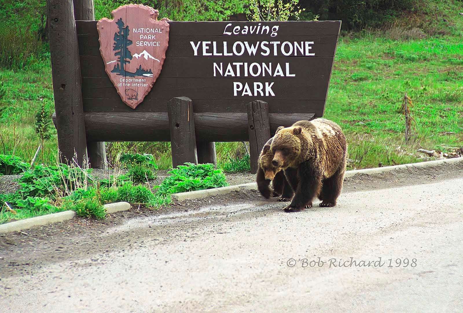 Grizzle bear and cub by Yellowstone National Park sign. Bob Richard photograph.