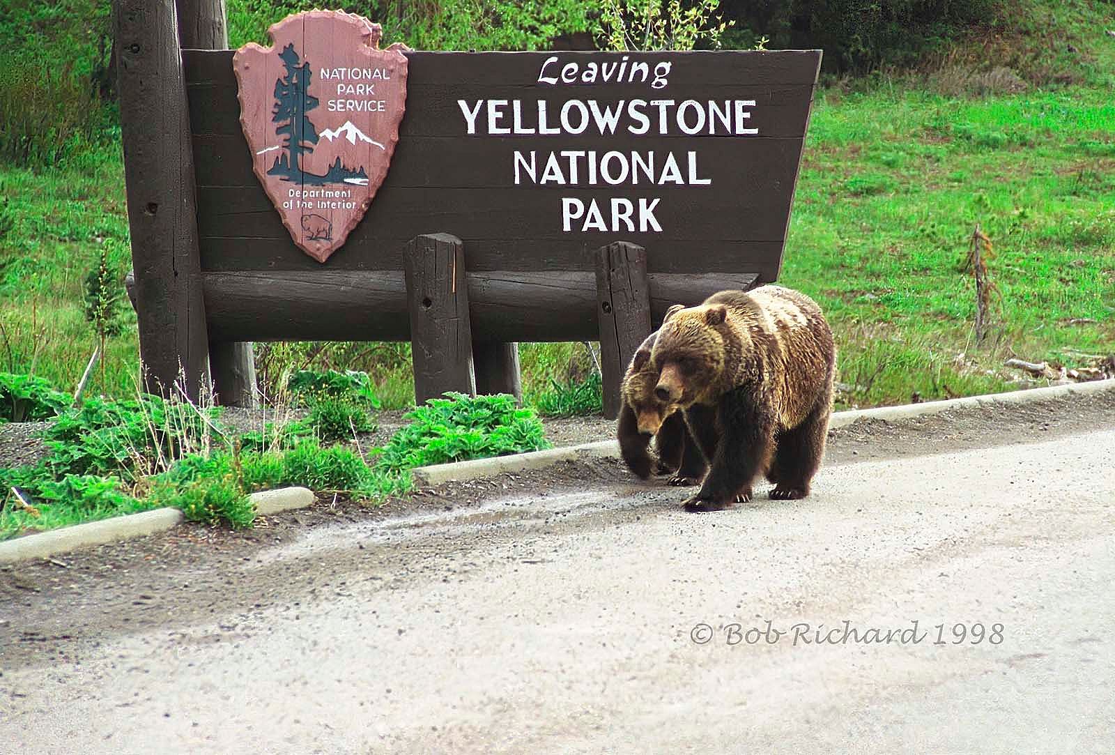 Grizzle bear and cub by Yellowstone National Park sign. Bob Richard photograph.