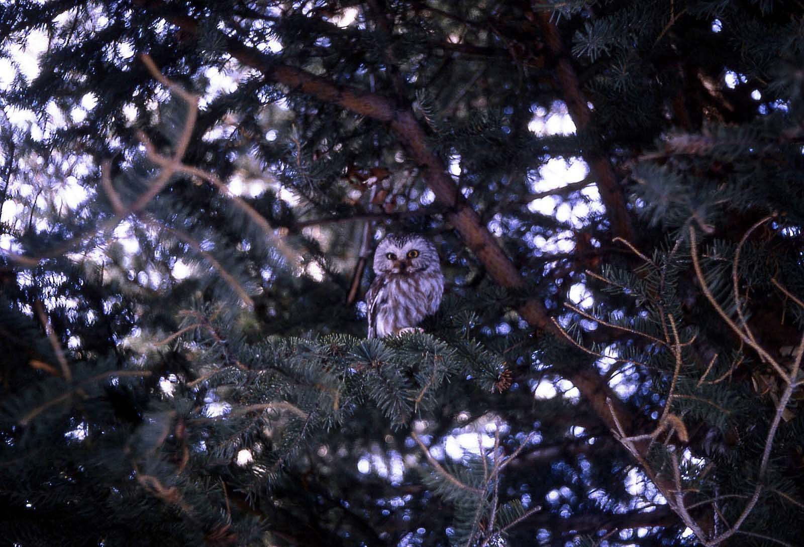 Saw-whet owl, 1967. National Park Service photo by Stan Canter.