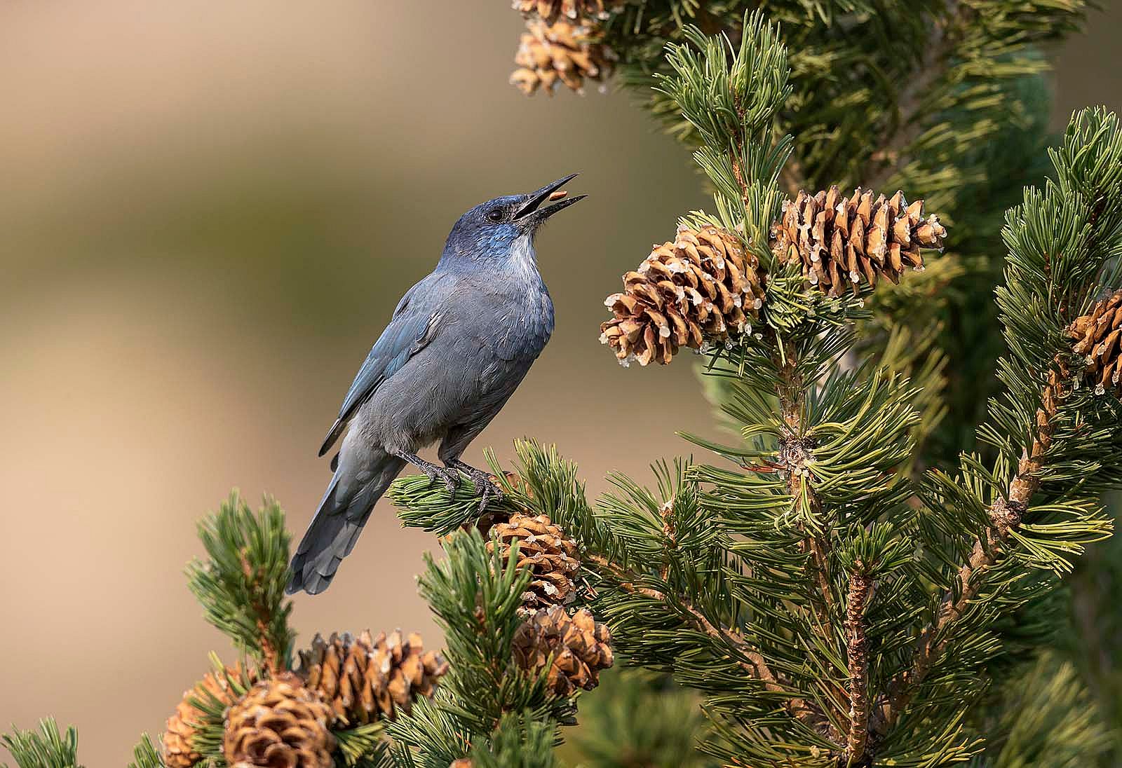 Pinyon jay in evergreen with pinecones. Photo by Kathy Lichtendahl.