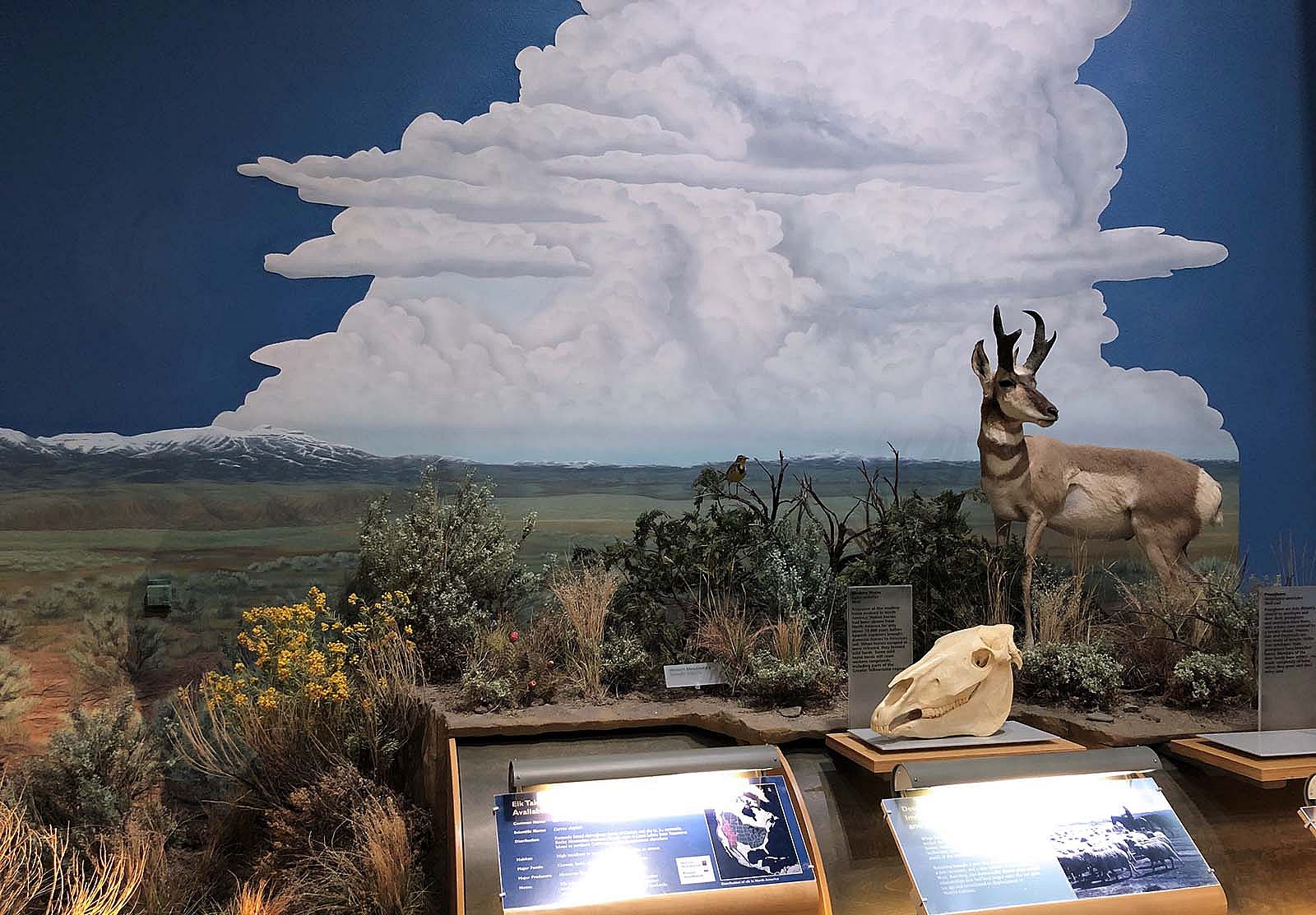 Plains Basin habitat in the Draper Natural History Museum.