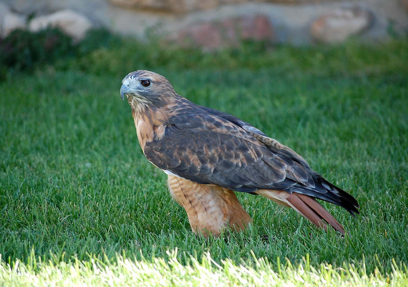 Draper Museum Raptor Experience: Isham the red-tailed hawk