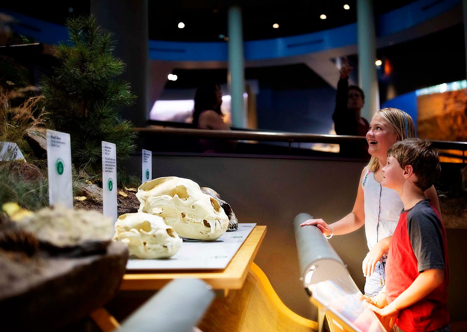 Kids looking at bear skulls