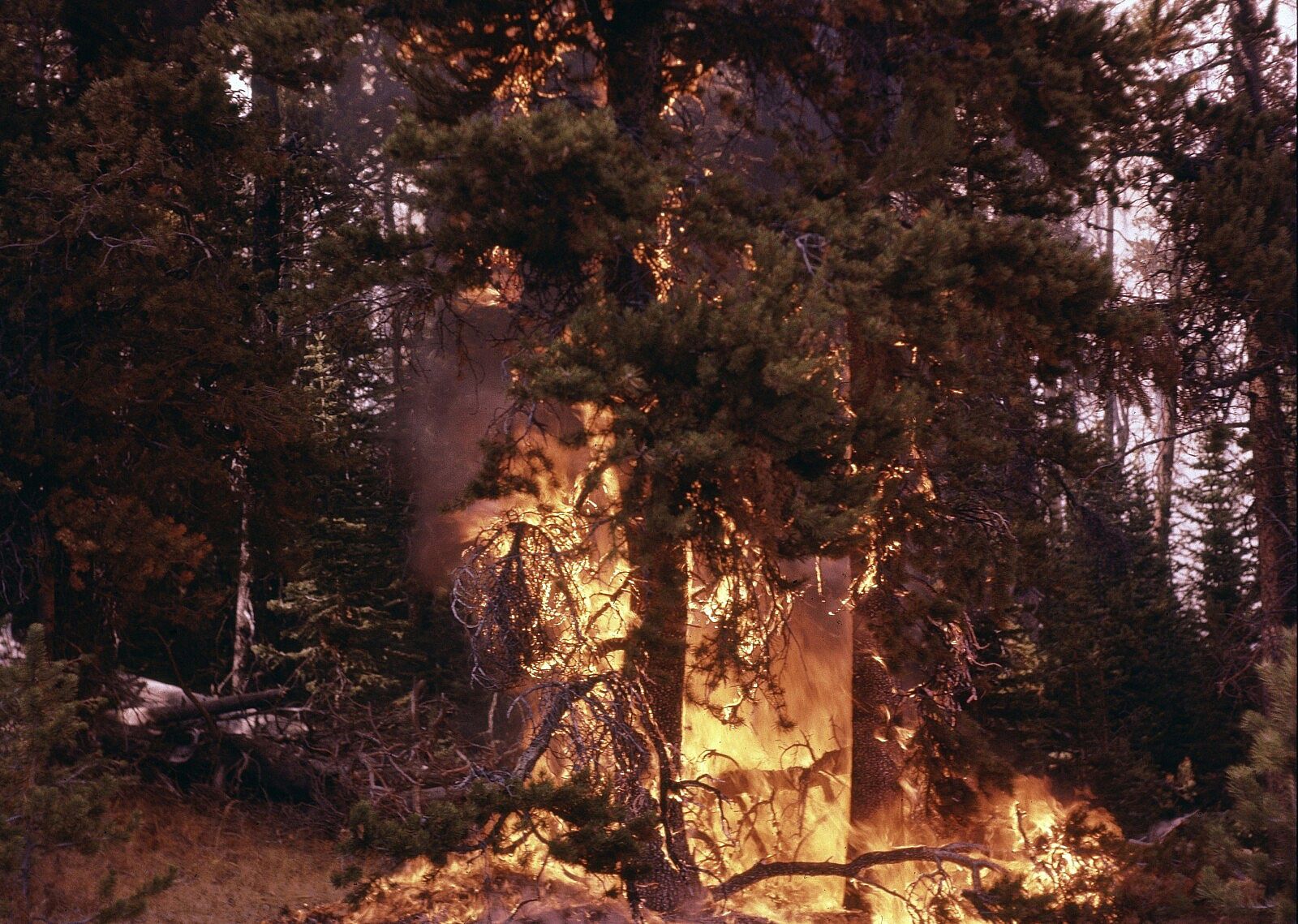 Annie wearing shooting medals. P.71.363.1 Ground fire in a densely wooded area.