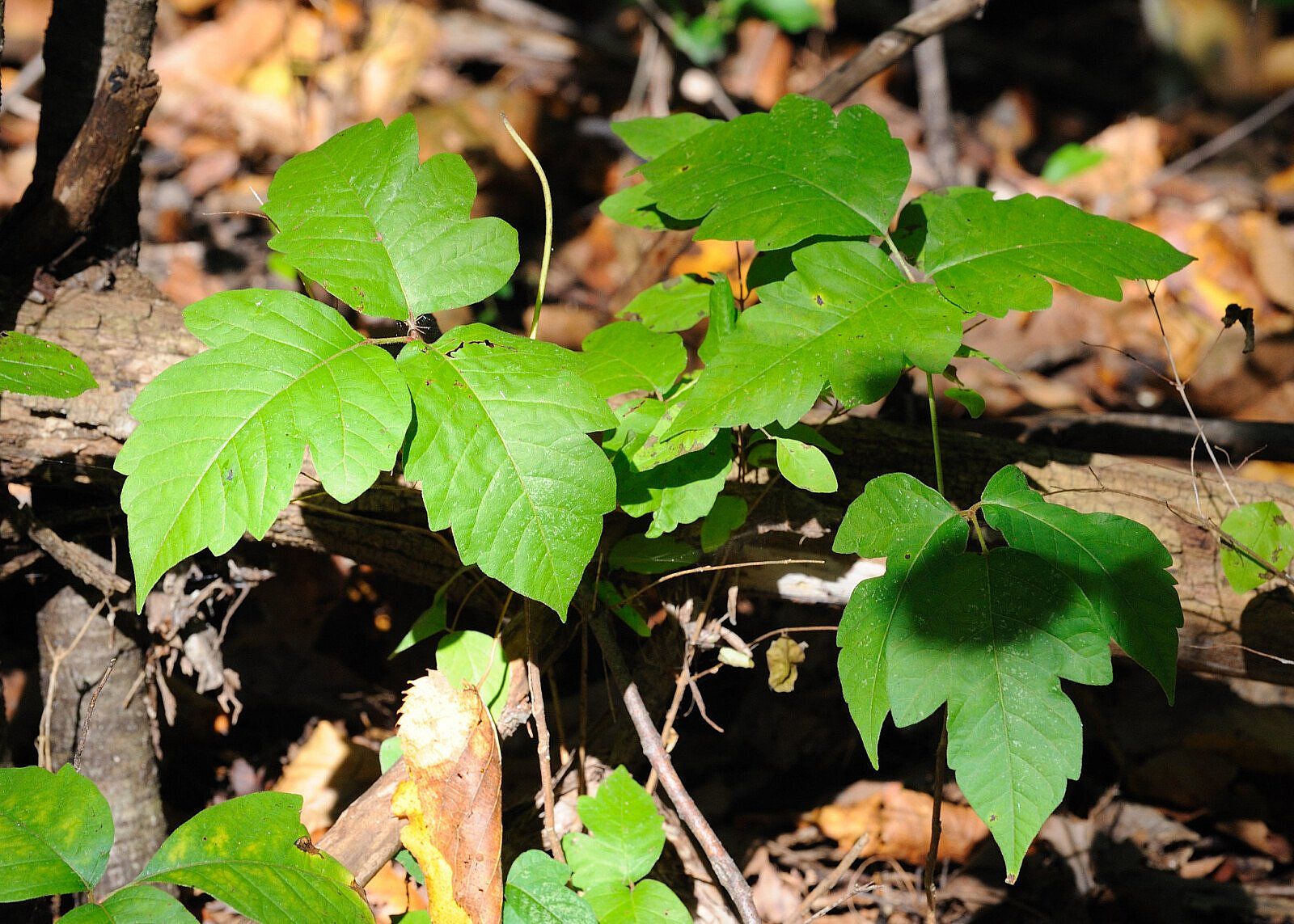 An example of Poison Ivy, something that is poisonous not venomous. 