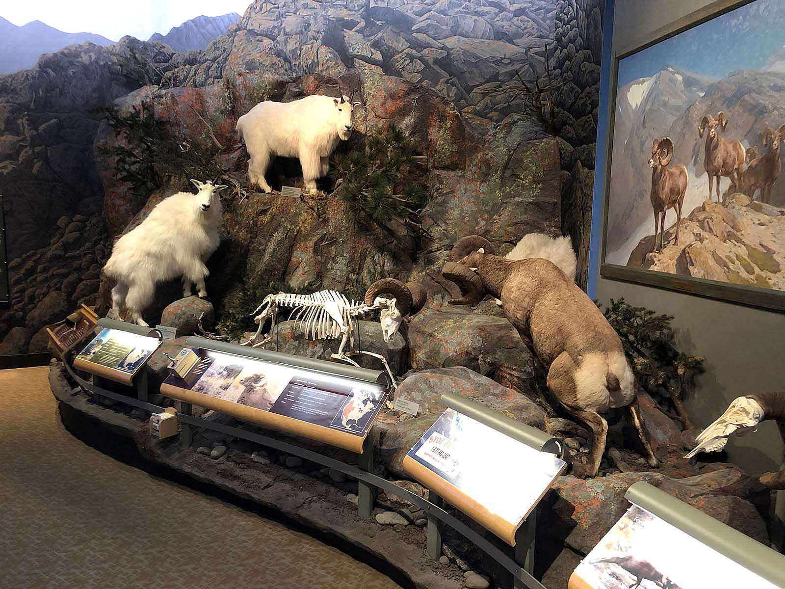 Rocky Mountain Bighorn Sheep. Scientific name: Ovis canadensis. Whole mount DRA.305.10; skeletal mount DRA.305.38