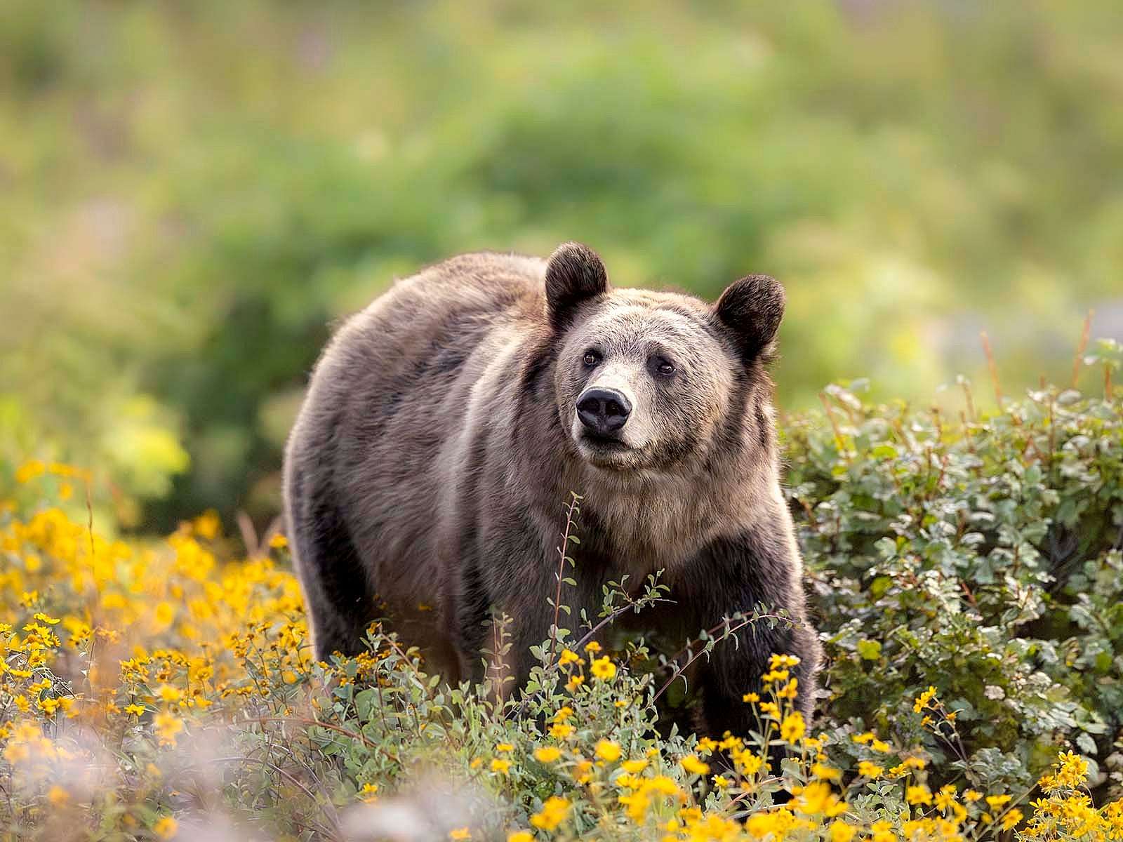Grizzly Flowers. Photo by Julia Cook @julia.littlelightningnature