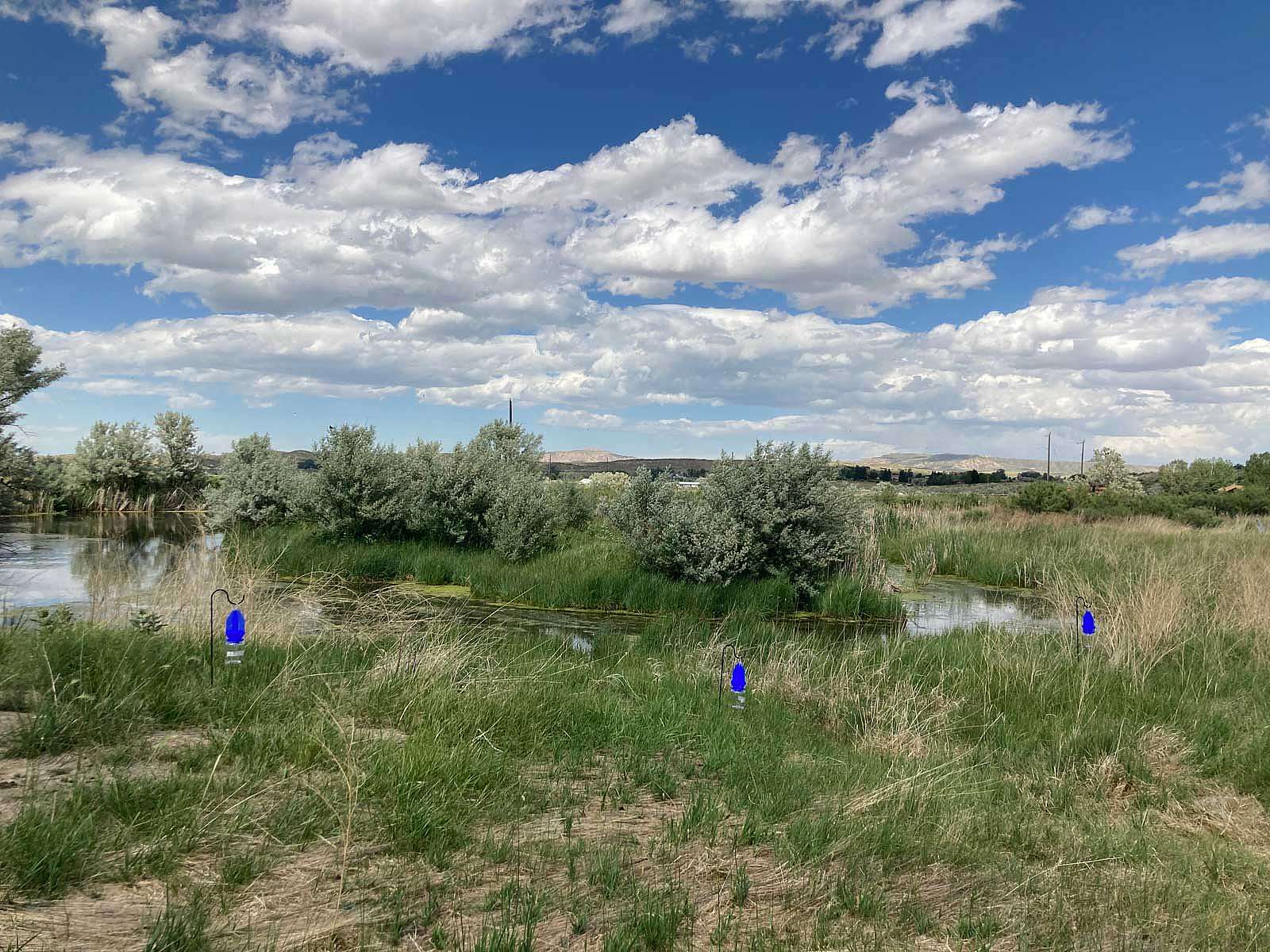 Pollinator site on pond near Sage Creek. Kathy Lichtendahl photo.