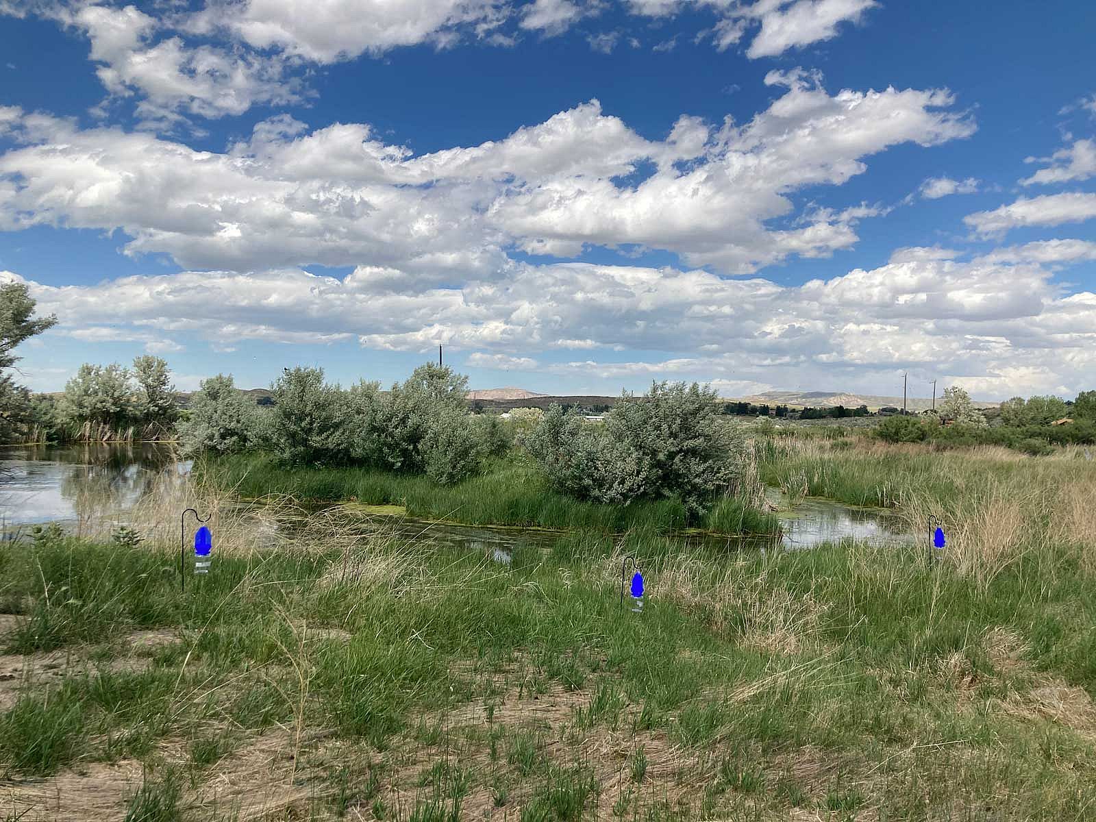 Pollinator site on pond near Sage Creek. Kathy Lichtendahl photo.