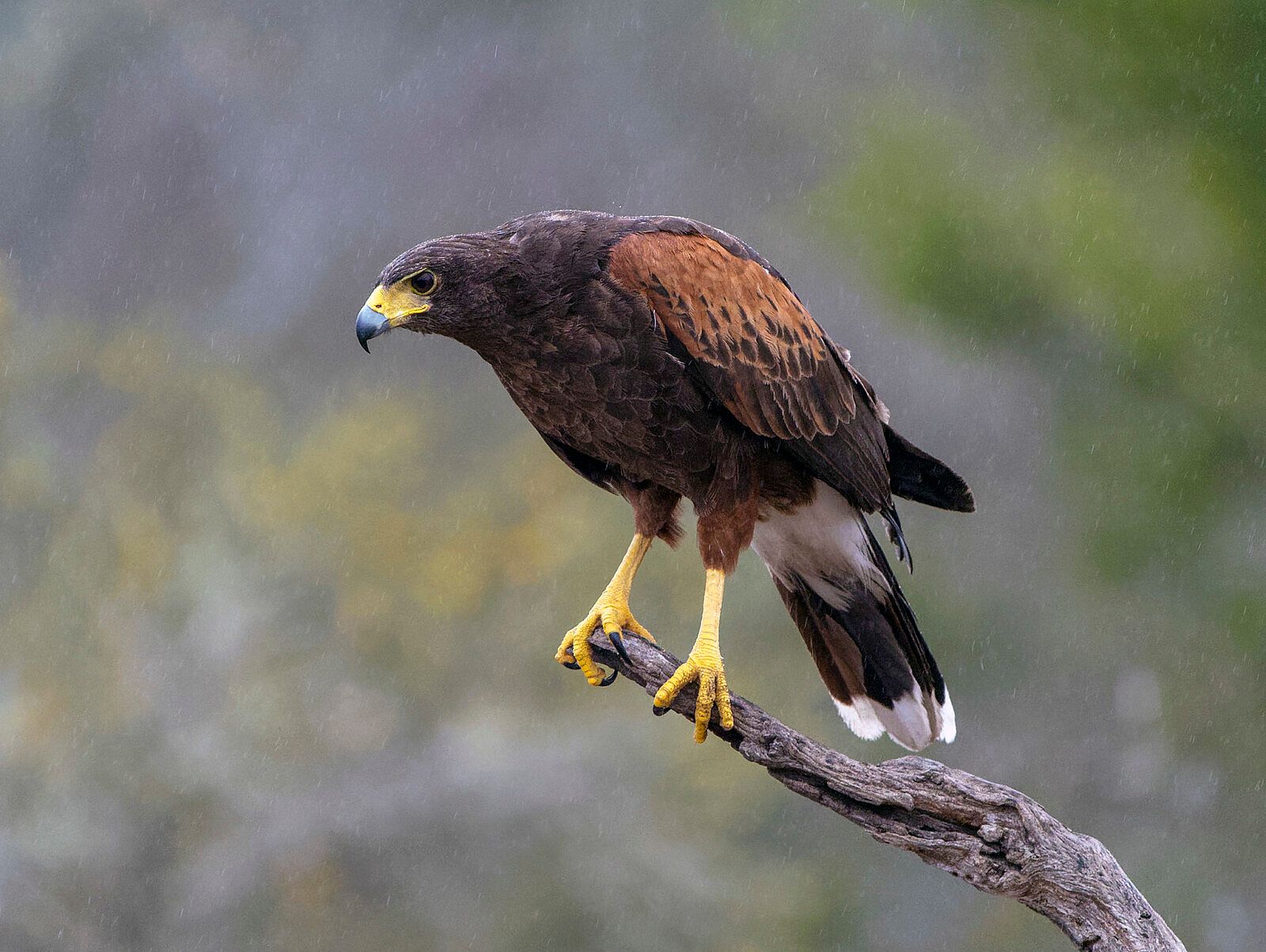 Harris Hawk perched on a snag to demonstrate what they look like.