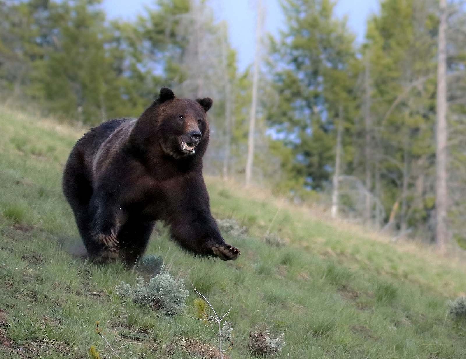 Grizzly bear charging. Julia Cook photo. @julia.littlelightningnature