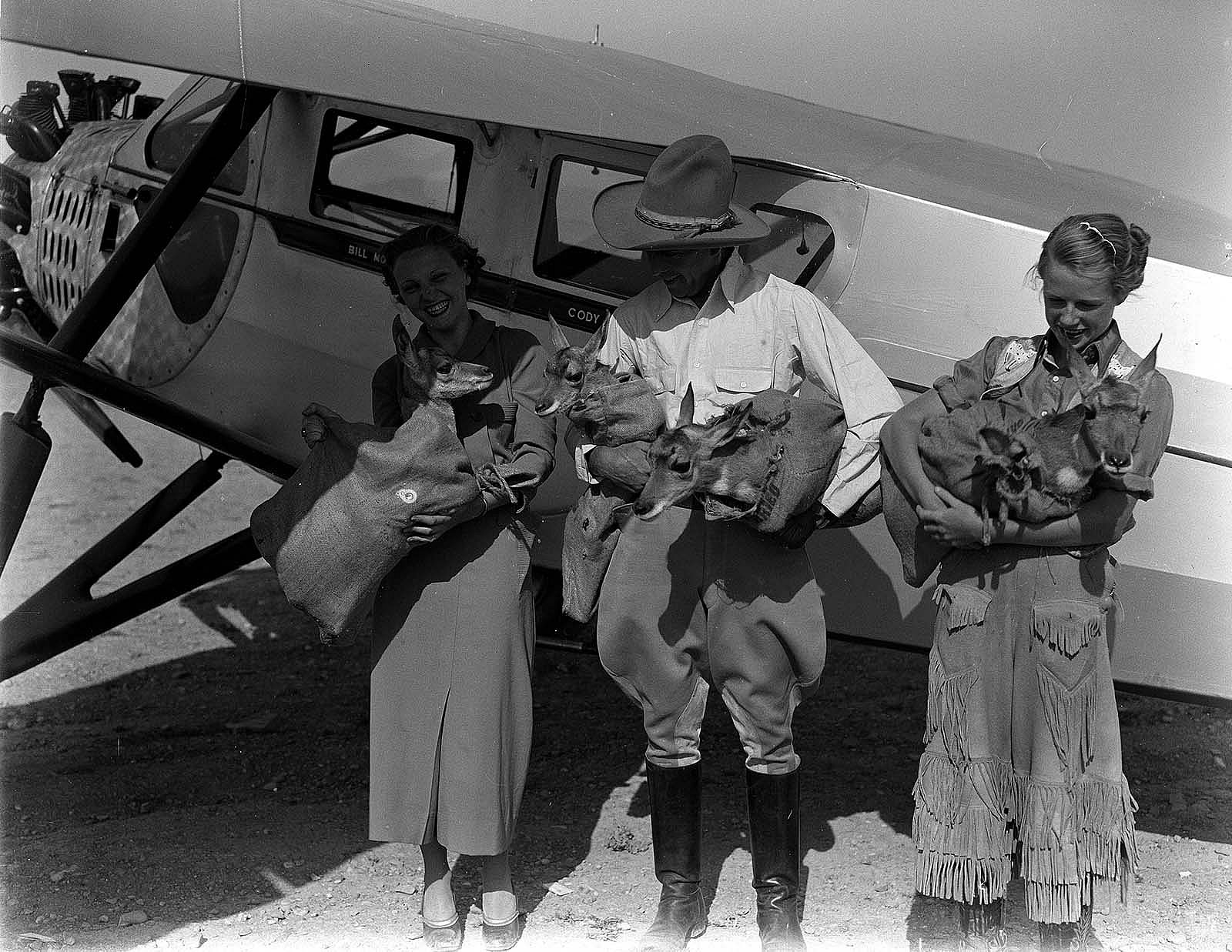 Bill Monday and helpers gather pronghorn for an airplane ride. MS 3 Charles Belden Collection. Loading Pronghorn: PN.67.695a