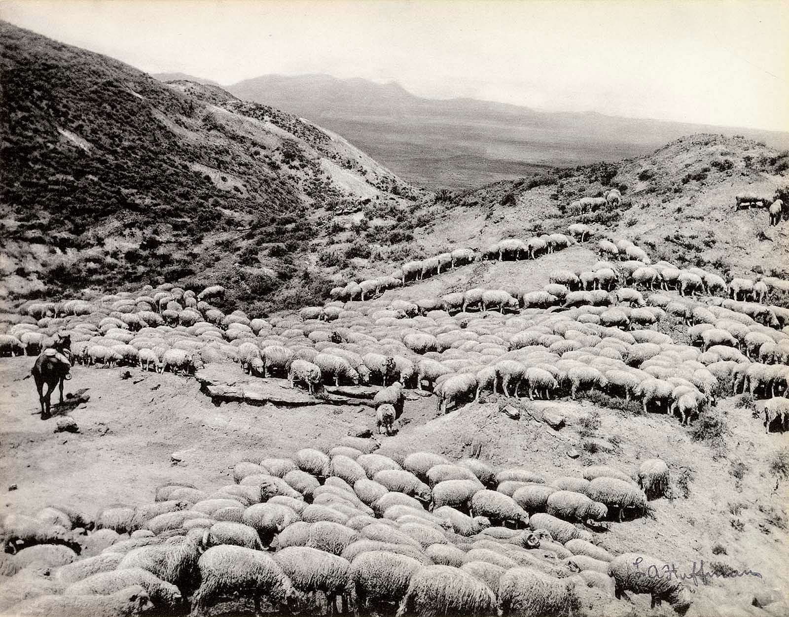Hot sheep in the Powder River badlands near Broadus, Montana, 1884. L.A. Huffman Collection. MS 100 L.A. Huffman Collection, McCracken Research Library. P.100.3055