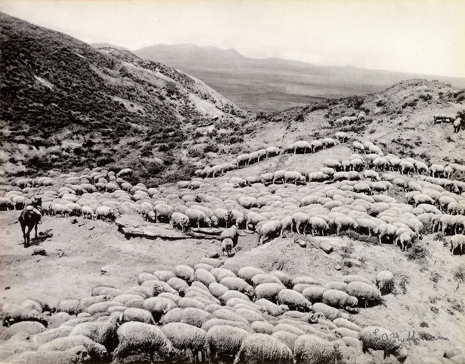Hot sheep in the Powder River badlands near Broadus, Montana, 1884. L.A. Huffman Collection. MS 100 L.A. Huffman Collection, McCracken Research Library. P.100.3055