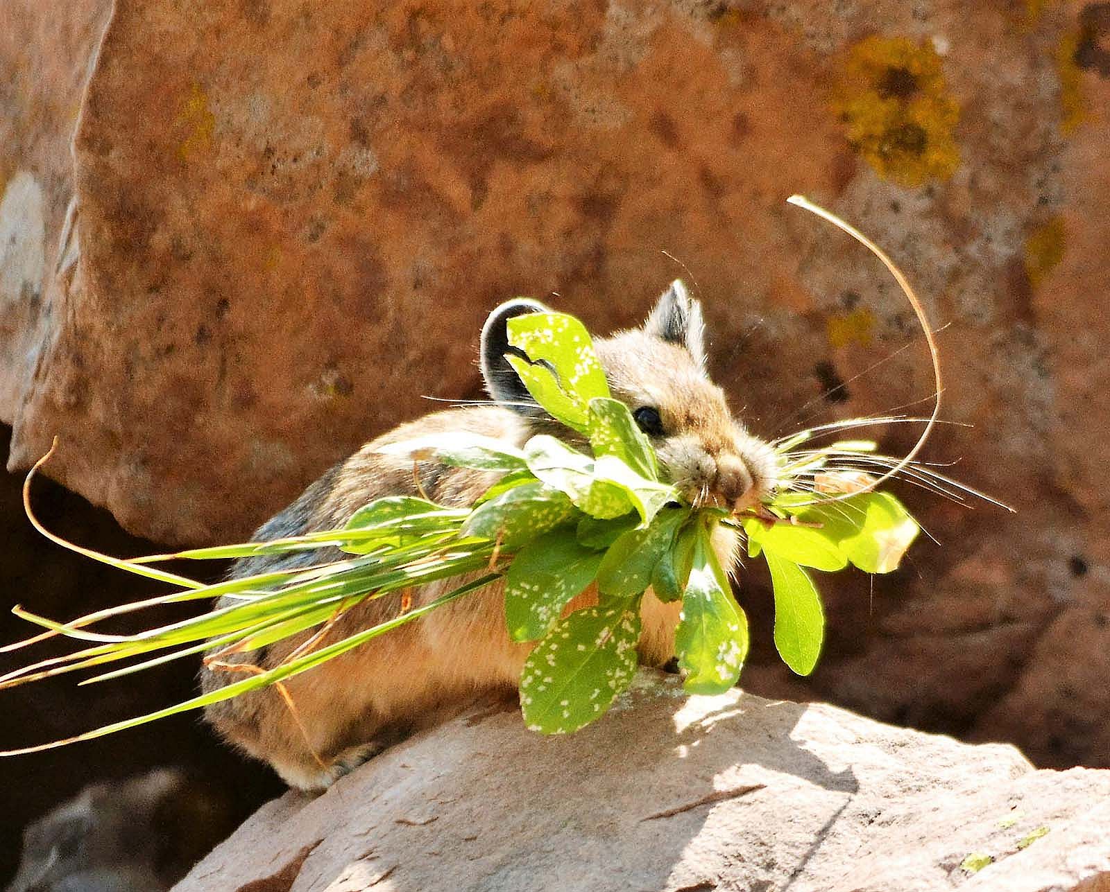 Pika foraging. Photo courtesy Embere Hall.