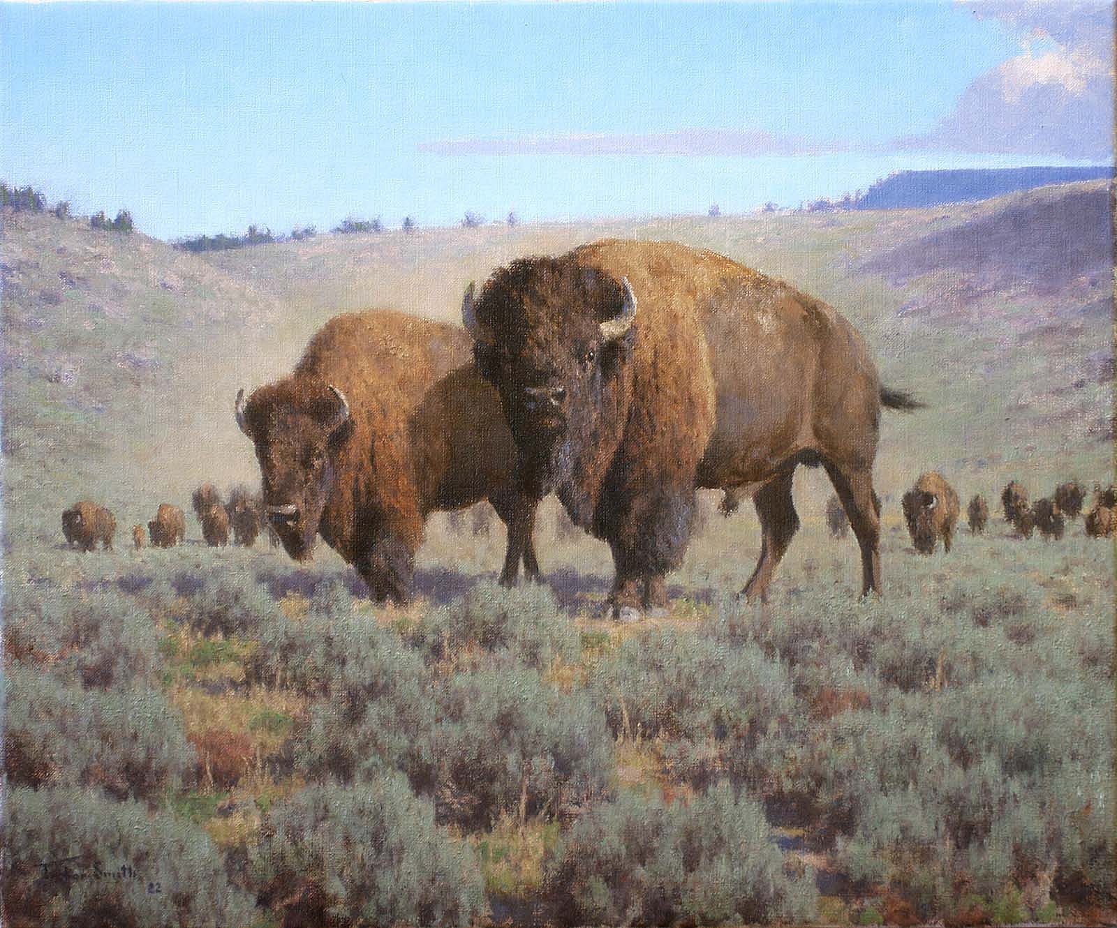 "Wyoming Buffalo" by Tucker Smith, Oil, 20 x 24 inches. Buffalo Bill Art Show & Sale, 2022.