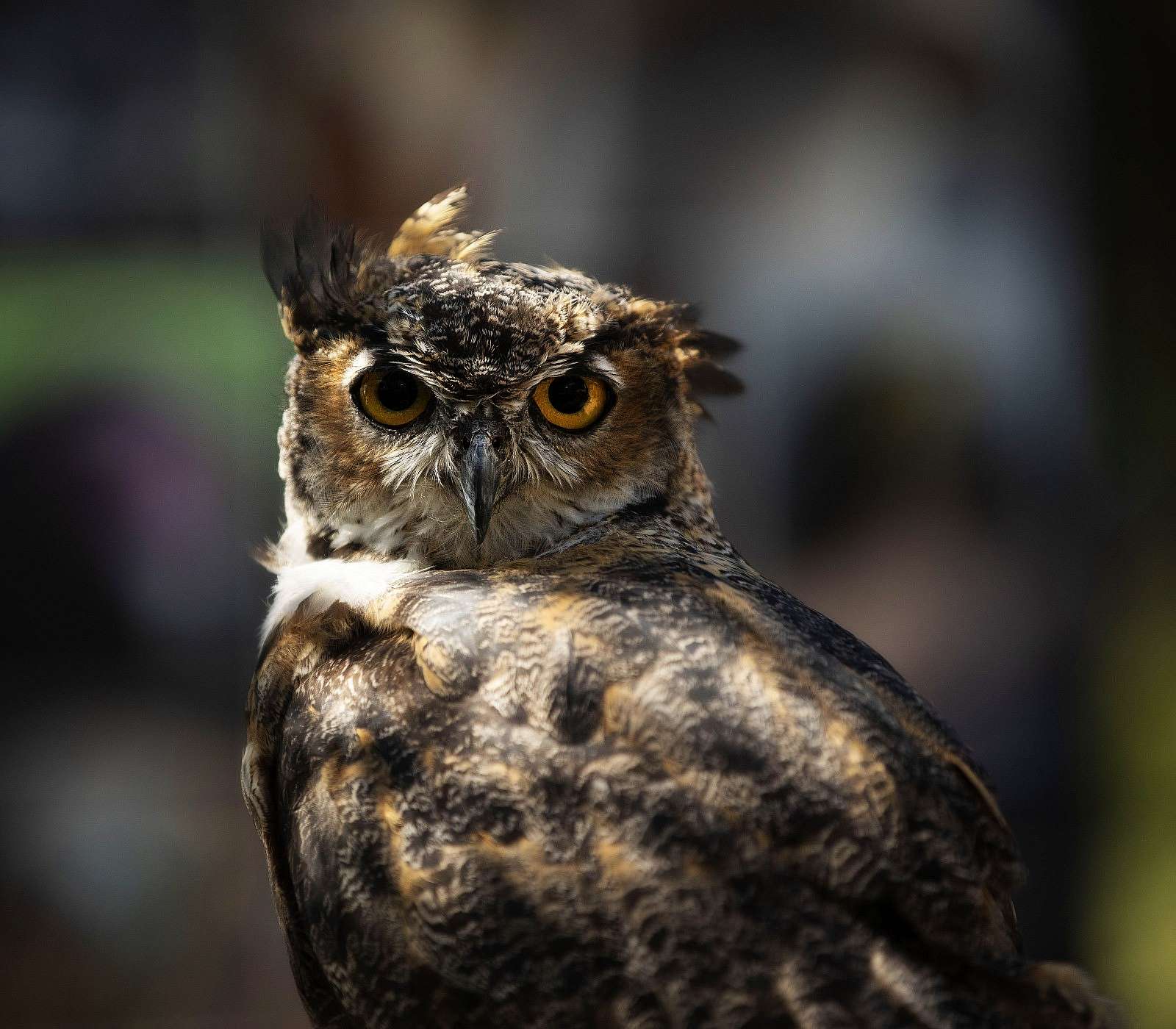 Great horned owl Teasdale, one of the twelve birds of the Draper Museum Raptor Experience, Buffalo Bill Center of the West, Cody, Wyoming, USA. (BBCW-Raptors02-greathornedowl)