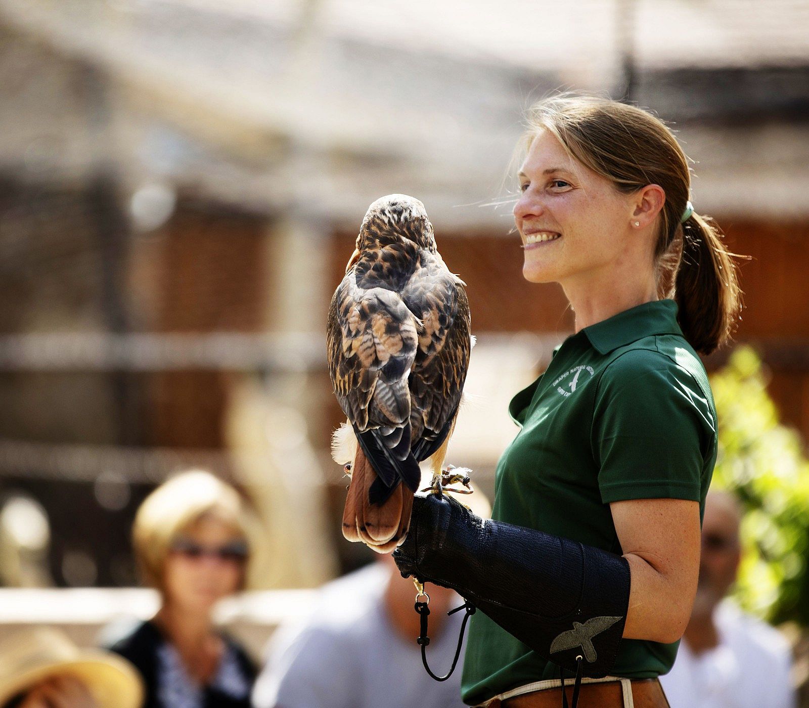 Red-tailed hawk Isham with volunteer handler at summer program of the Draper Museum Raptor Experience, Buffalo Bill Center of the West, Cody, Wyoming, USA. (BBCW-Raptors01-redtailedhawk)
