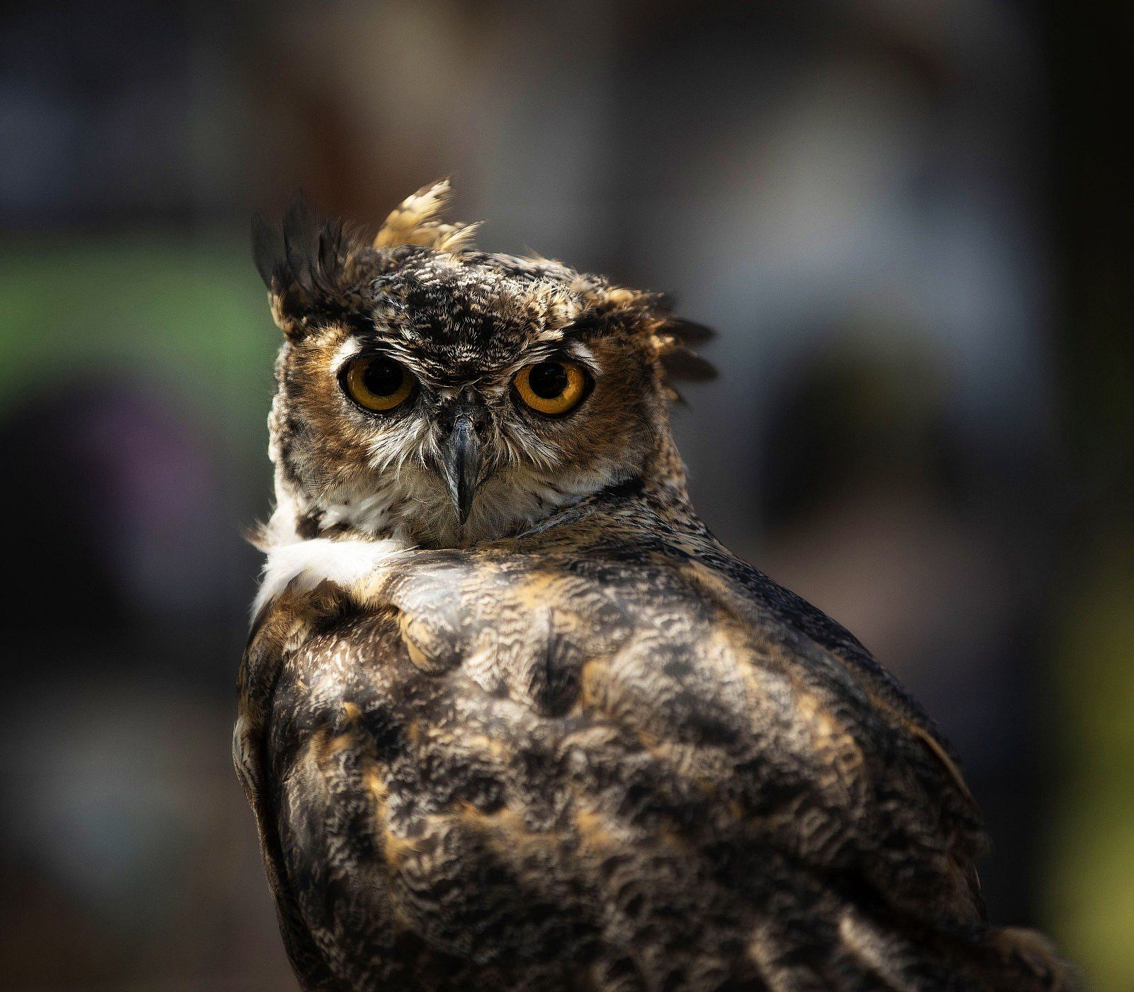 Great horned owl Teasdale, one of the twelve birds of the Draper Museum Raptor Experience, Buffalo Bill Center of the West, Cody, Wyoming, USA. (BBCW-Raptors02-greathornedowl)