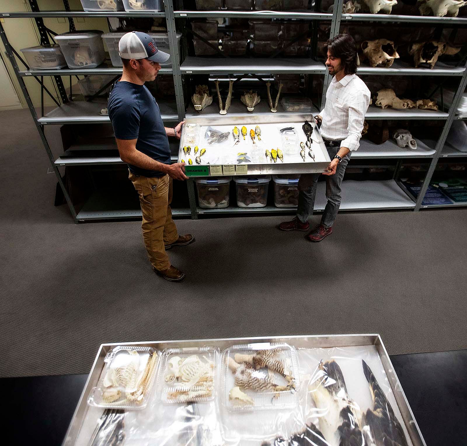Staff work with specimens behind the scenes in one of the Draper Museum's vaults.
