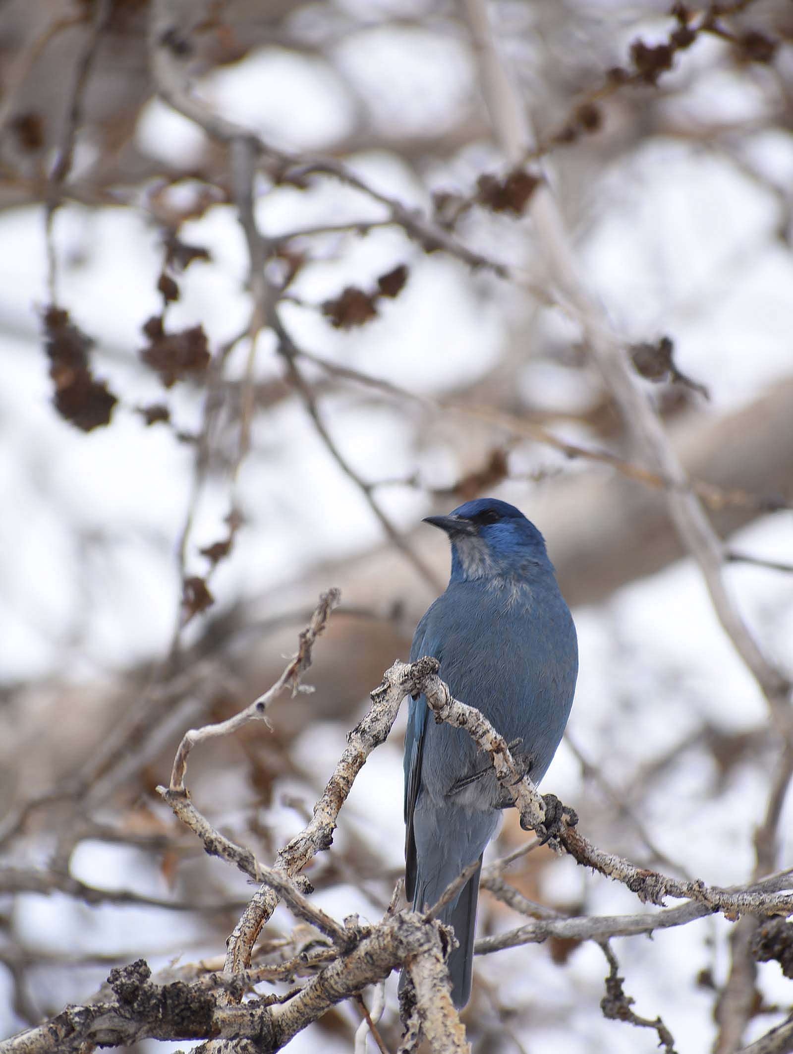 Gymnorhinus cyanocephalus, the Pinyon Jay. Photo by Amy Phillips.