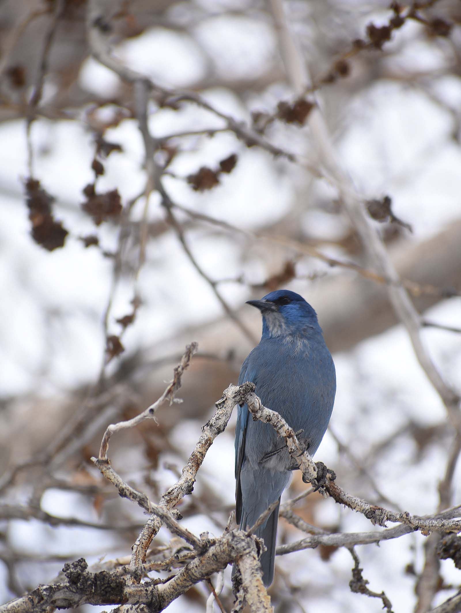 Gymnorhinus cyanocephalus, the Pinyon Jay. Photo by Amy Phillips.