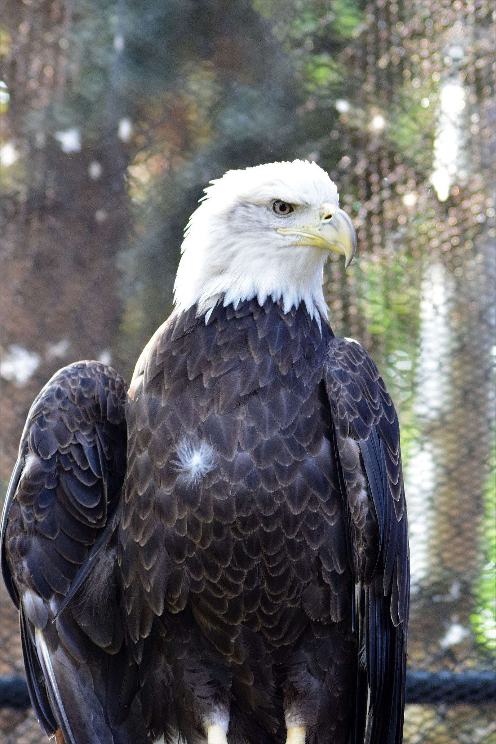 Bald eagle Jade, one of the twelve birds of the Draper Museum Raptor Experience, Buffalo Bill Center of the West, Cody, Wyoming, USA. (BBCW-Raptors04-baldeagle)