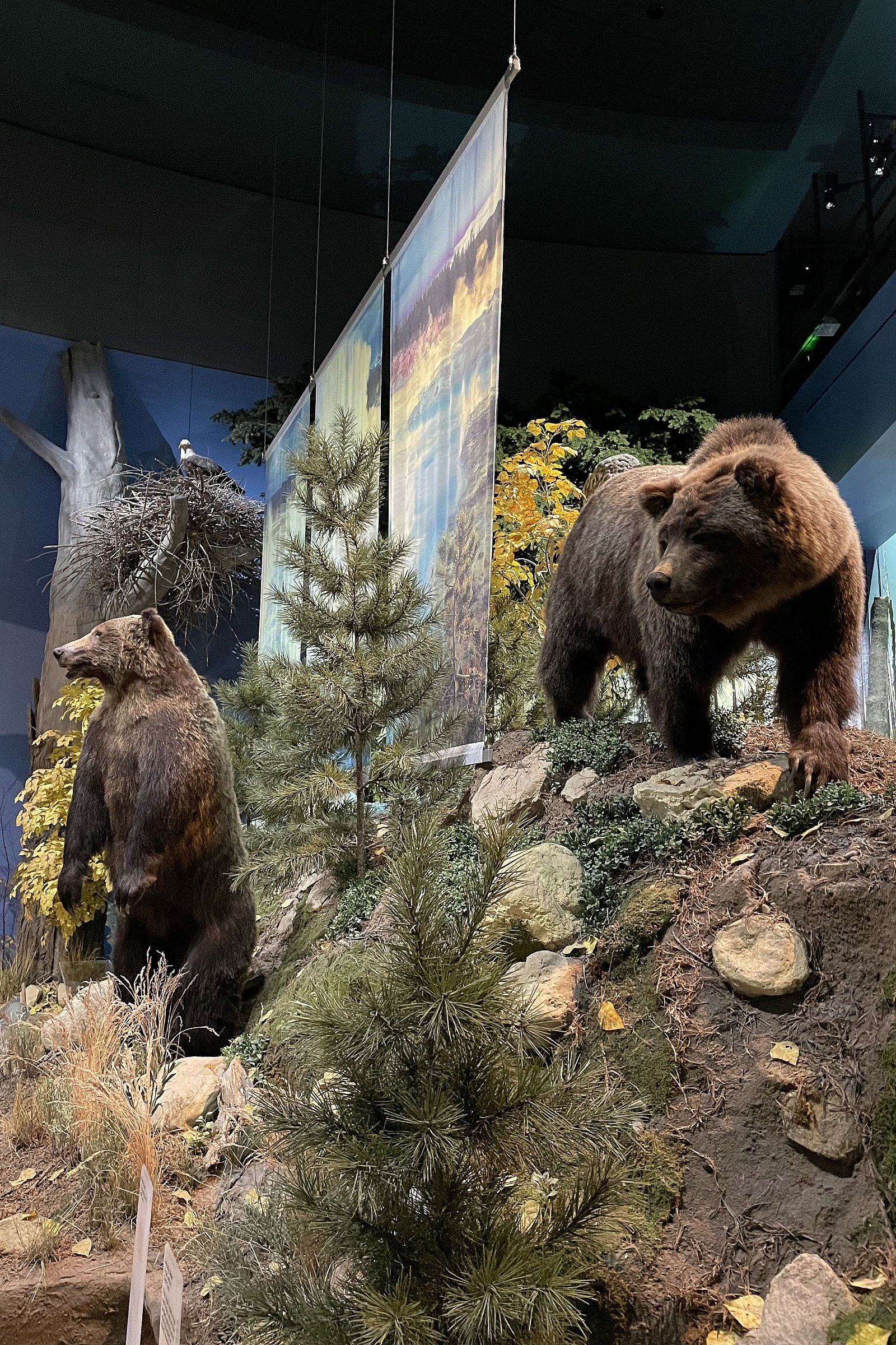 Grizzly bear exhibit, Draper Natural History Museum, Buffalo Bill Center of the West, Cody, Wyoming, USA. (BBCW-DNHM04)