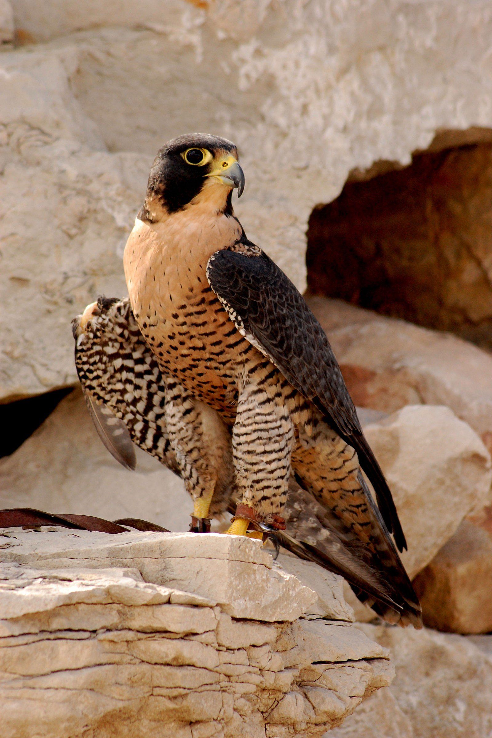 Peregrine falcon Hayabusa, one of the twelve birds of the Draper Museum Raptor Experience, Buffalo Bill Center of the West, Cody, Wyoming, USA. (BBCW-Raptors03-peregrinefalcon)
