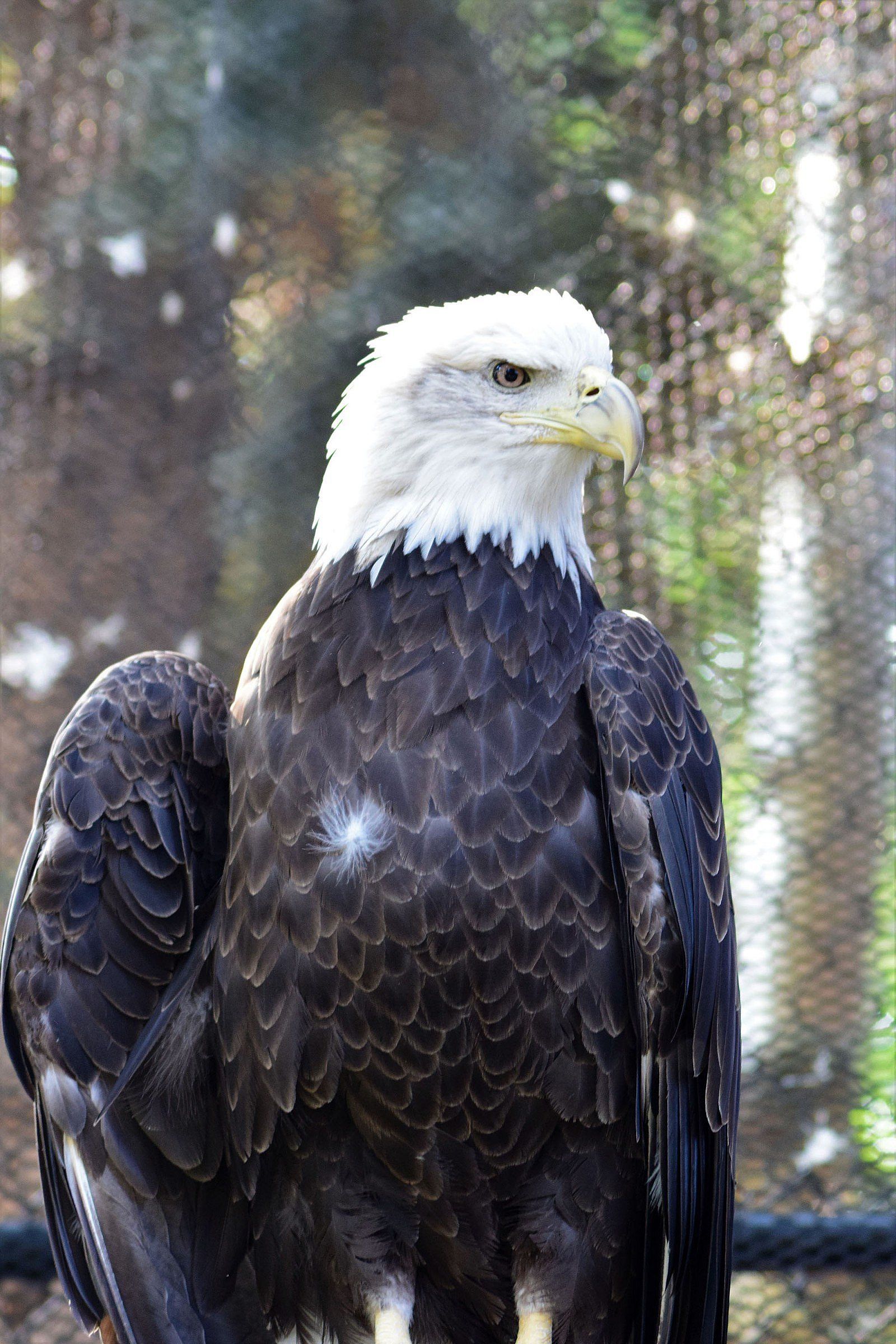 Bald eagle Jade, one of the twelve birds of the Draper Museum Raptor Experience, Buffalo Bill Center of the West, Cody, Wyoming, USA. (BBCW-Raptors04-baldeagle)