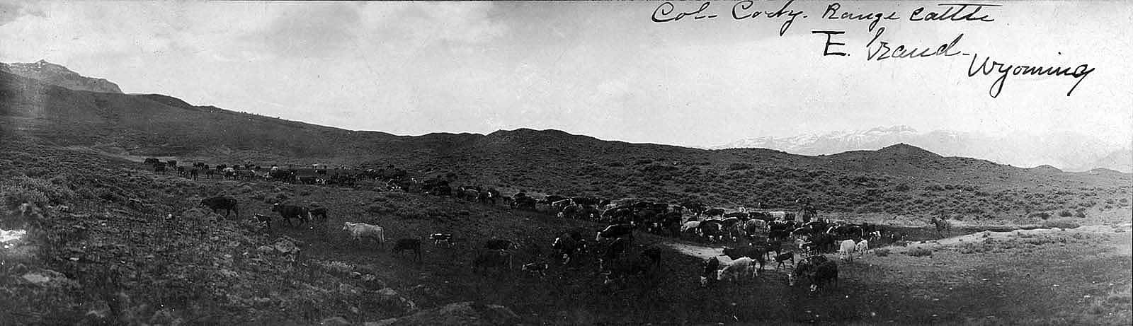 William F. "Buffalo Bill" Cody was one of the cattlemen on the South Fork: "Col. Cody Range Cattle, TE Ranch, Wyoming." 1900-1920. MS 6 William F. Cody Collection, McCracken Research Library. P.6.1641