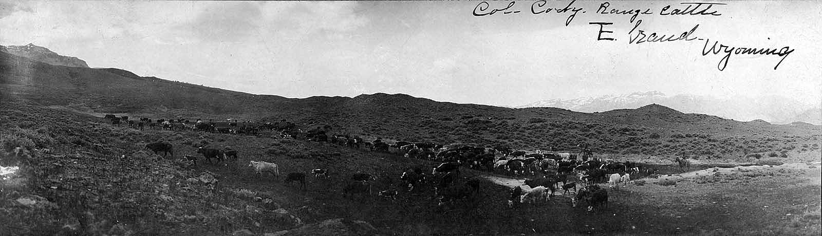 William F. "Buffalo Bill" Cody was one of the cattlemen on the South Fork: "Col. Cody Range Cattle, TE Ranch, Wyoming." 1900-1920. MS 6 William F. Cody Collection, McCracken Research Library. P.6.1641