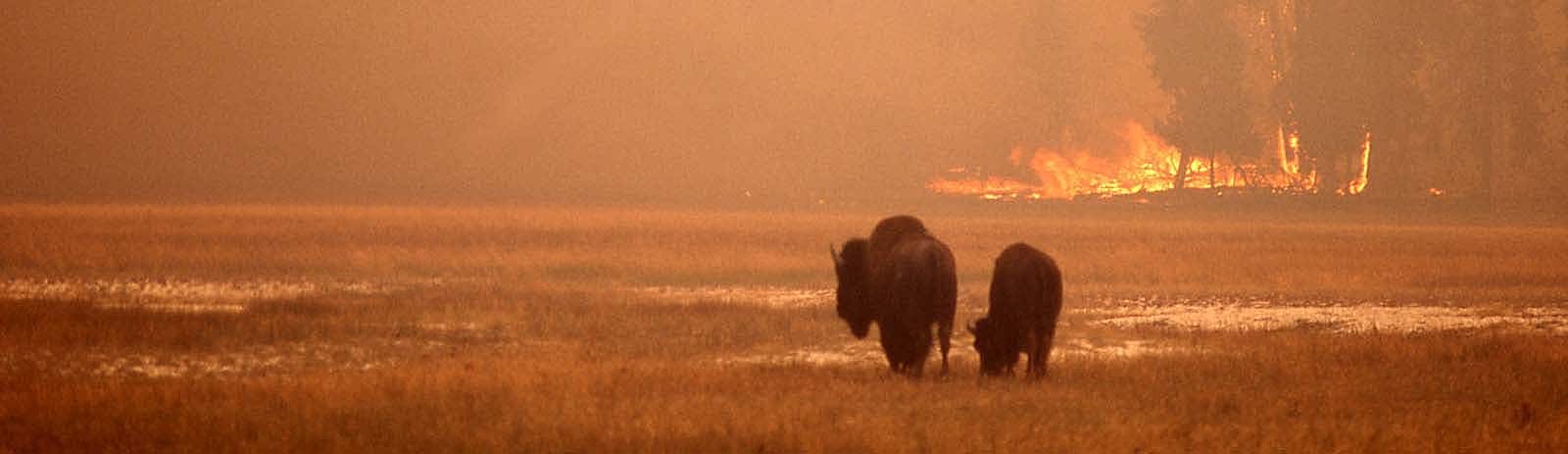 Bison in meadow, with ground fire in the background. National Park Service photo by Jeff Henry, 1988.