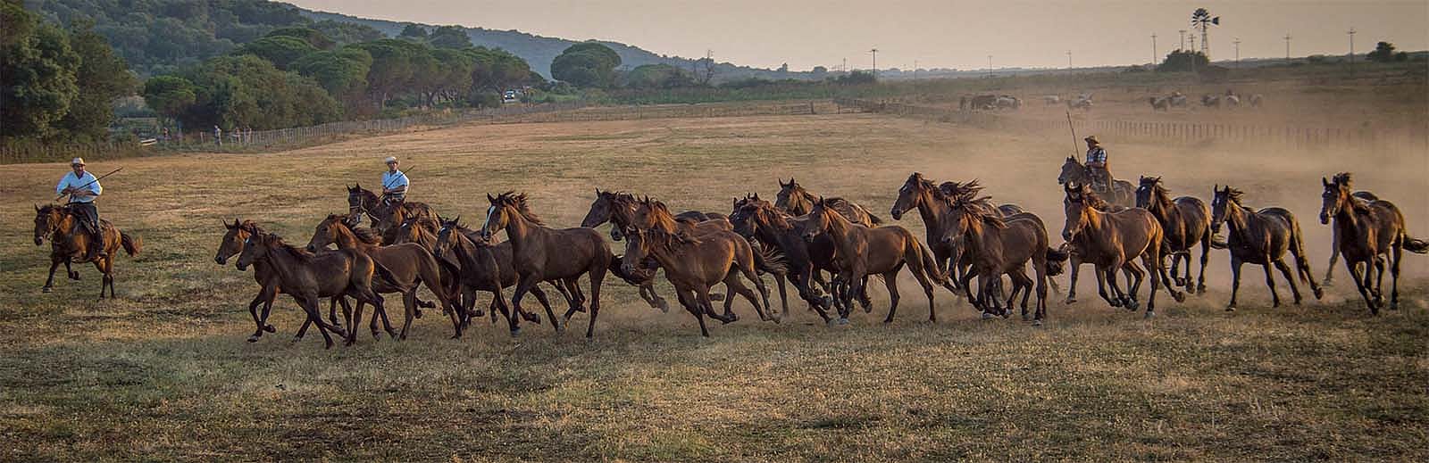 Butteri Herding Maremmano Horses at Sunset, Spergolaia, archival pigment print, 2015. Photograph by Gabrielle Saveri.