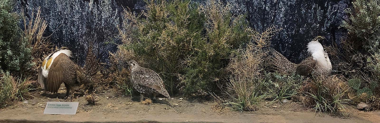 Greater sage-grouse habitat exhibit in the Draper Natural History Museum