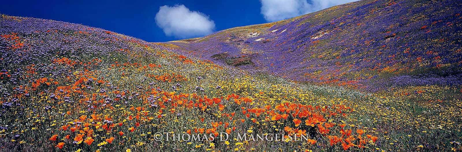 “Tapis Magique (Magic Carpet),” 2003, Thomas D. Mangelsen, Fujiflex Crystal Archive Print, 39 x 100 inches.