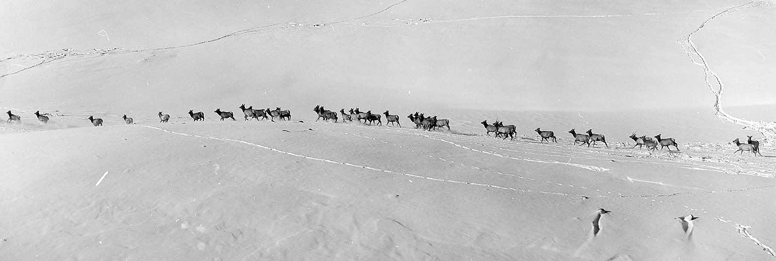 Aerial photo of herd of elk in snow in Yellowstone National Park, 1967. MS 89 Jack Richard Photograph Collection, McCracken Research Library. PN.89.45.9488.12
