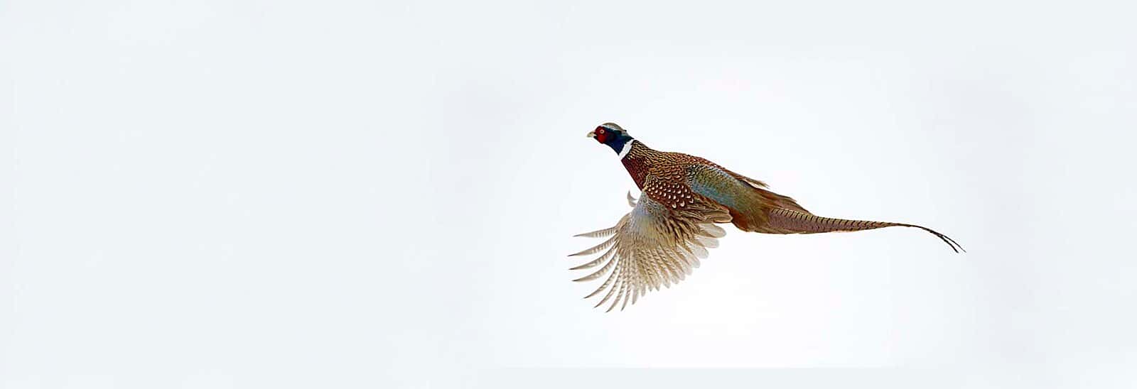 Pheasant flying over snow. Photo by Rob Koelling.