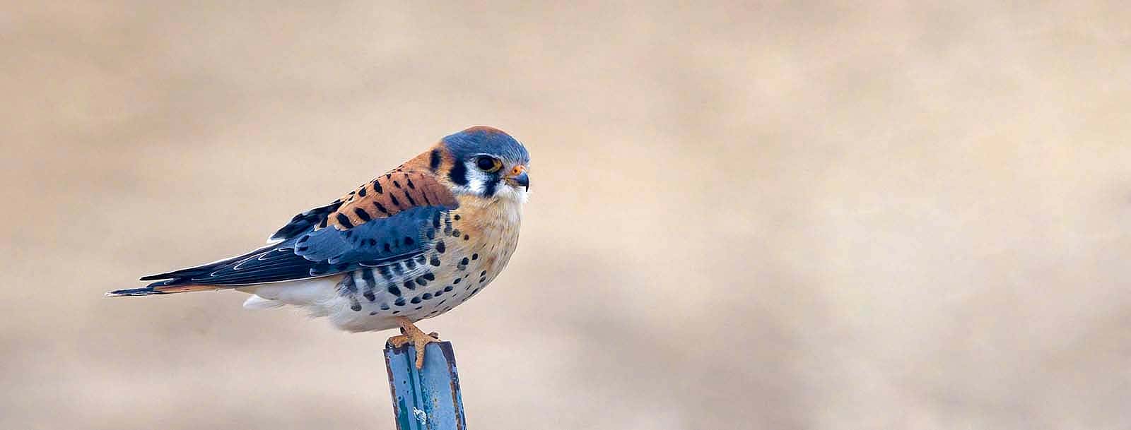 Two great blue herons show off their plumage at a nesting site. Photo by Rob Koelling.