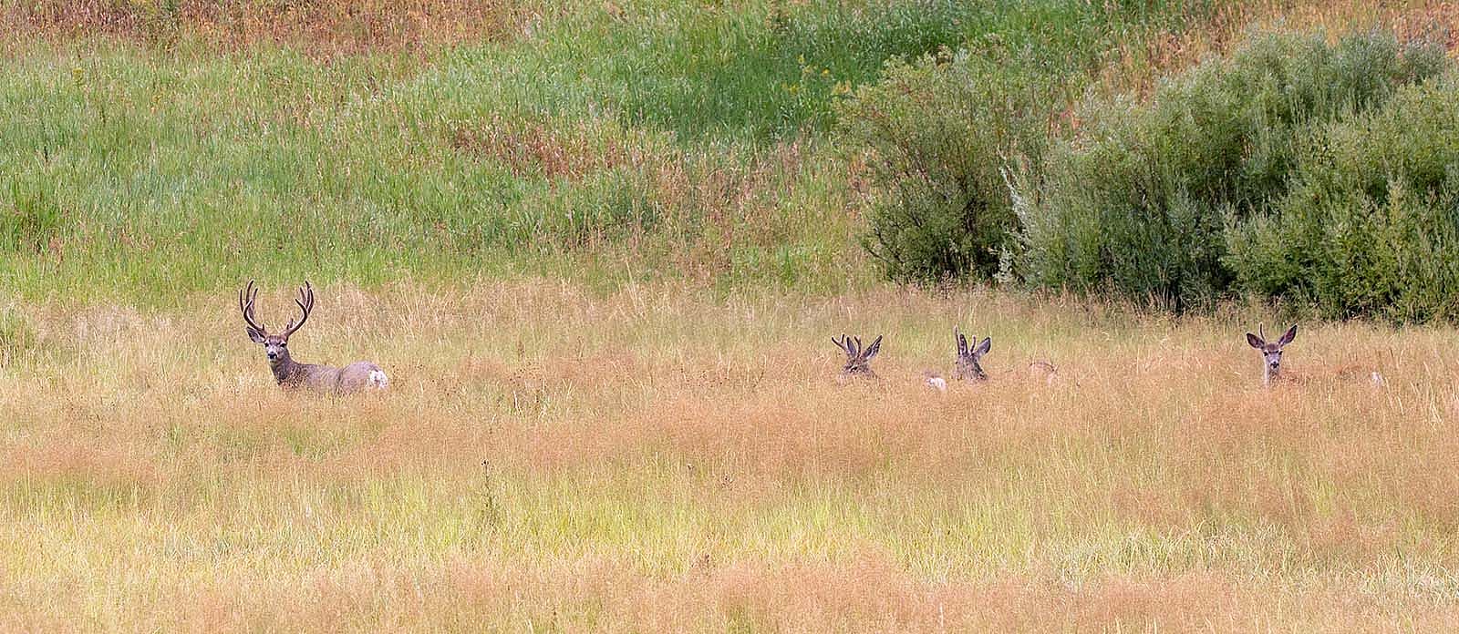 Mule deer in tall grass. NPS Photo by Diane Renkin.