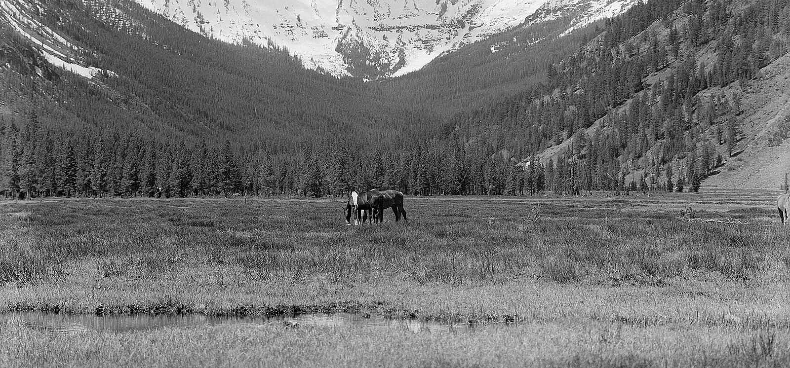 Horses grazing in Eagle Creek Meadows, June 1954. MS 89 Jack Richard Photograph Collection, McCracken Research Library. PN.89.6.1180.2 (detail)