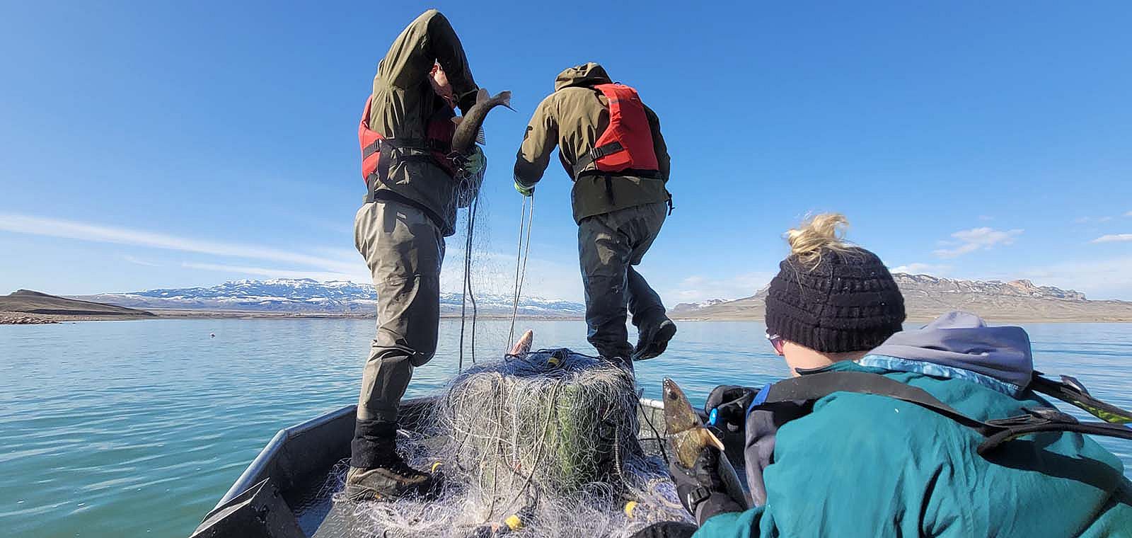 Fisheries technicians, Luke McGill and Tony Kumetis and WGFD Commissioner Ashley Lundvall disentangle Walleye and suckers (bycatch) from gill nets. Photo courtesy Jason Burckhardt.