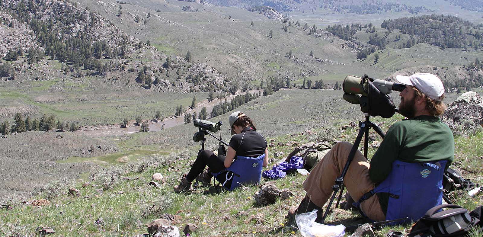 Monitoring golden eagle occupation and reproduction on the northern range of Yellowstone National Park.