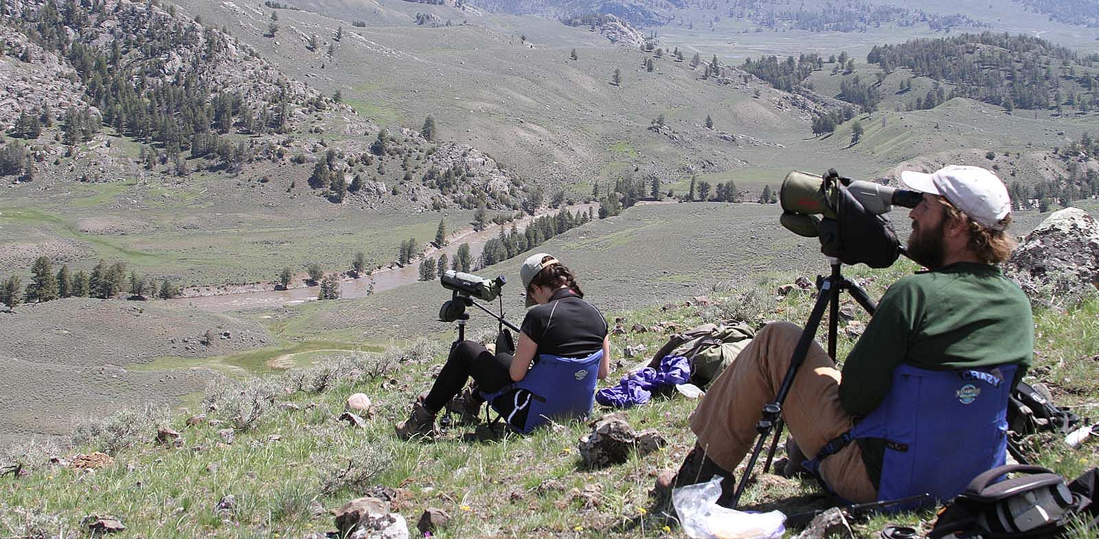 Monitoring golden eagle occupation and reproduction on the northern range of Yellowstone National Park.