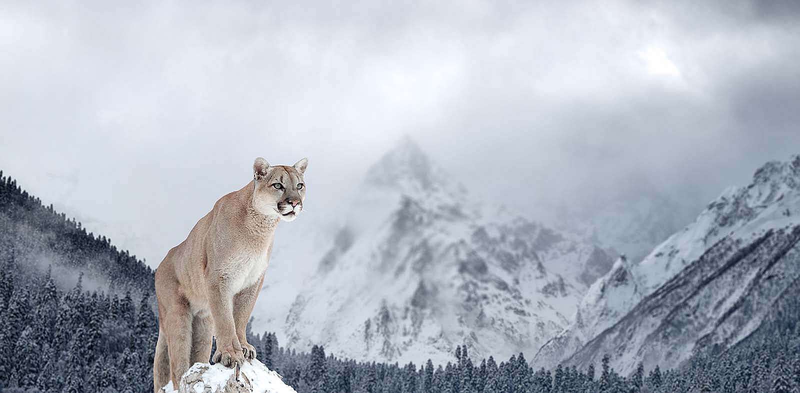 Portrait of a cougar, mountain lion, puma, Winter mountains