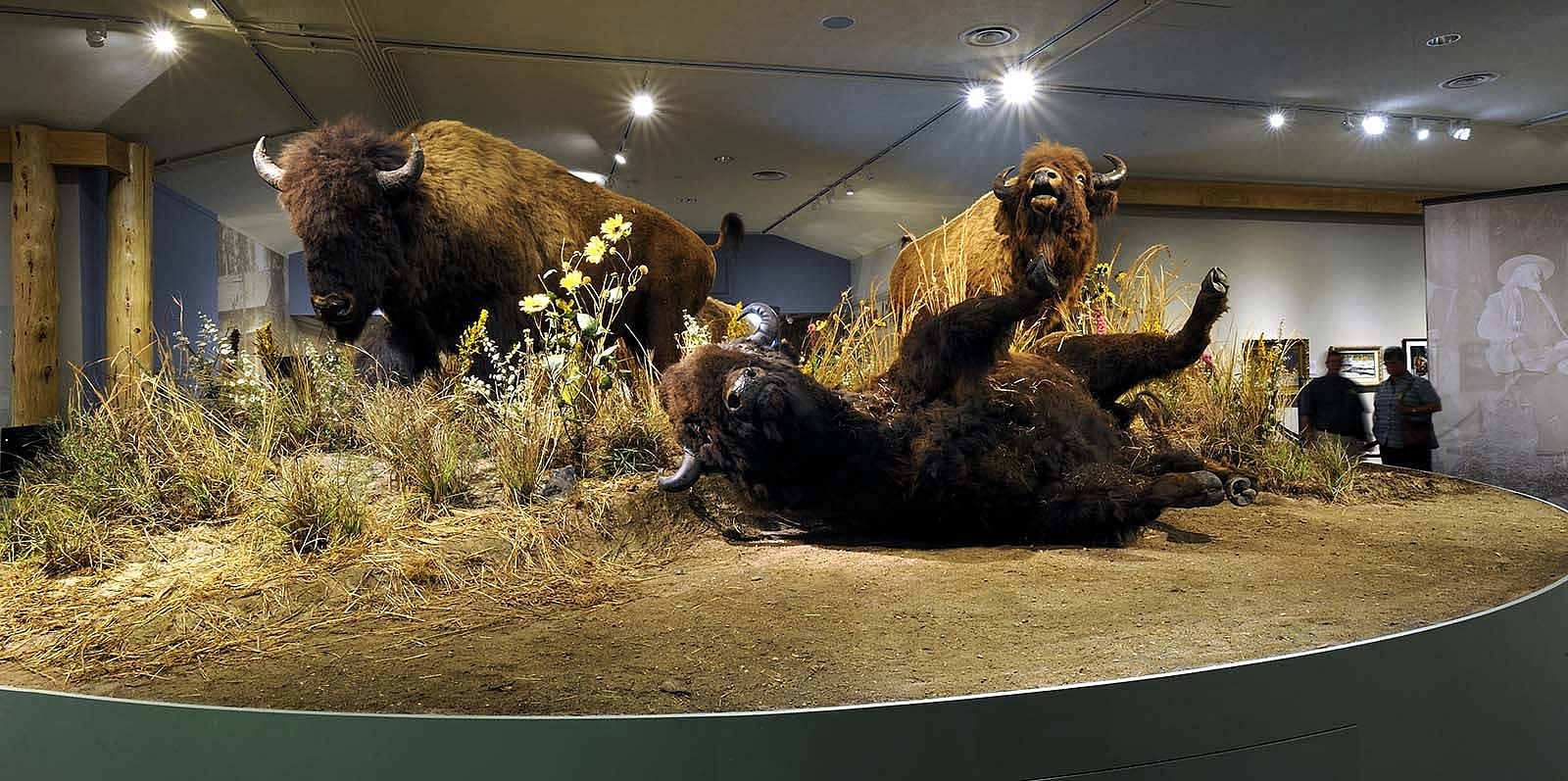 Buffalo "family," Buffalo Bill Museum, 2012.